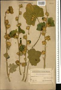 Шток-роза морщинистая Alef., Кавказ, Азербайджан (K6) (Азербайджан)