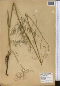 Галагания тонкорассеченная (Regel & Schmalh.) M. G. Vassiljeva & Pimenov, Средняя Азия и Казахстан, Копетдаг, Бадхыз, Малый и Большой Балхан (M1) (Туркмения)