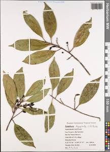 Symplocos dryophila C.B.Clarke, Зарубежная Азия (ASIA) (Вьетнам)