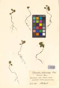 Кизильник рыхлоцветковый (J.Jacq.) Lindl., Восточная Европа, Восточный район (E10) (Россия)