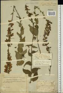 Колокольчик болонский L., Восточная Европа, Волжско-Камский район (E7) (Россия)