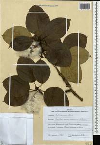 Populus suaveolens subsp. maximowiczii (A. Henry) Tatew., Сибирь, Дальний Восток (S6) (Россия)