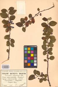 Кизильник рыхлоцветковый (J.Jacq.) Lindl., Восточная Европа, Восточный район (E10) (Россия)