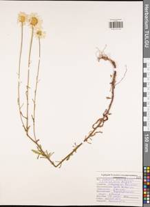 Нивяник обыкновенный, Поповник Lam., Восточная Европа, Центральный район (E4) (Россия)