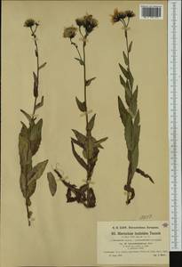 Hieracium inuloides subsp. lanceolatifolium (Zahn) Zahn, Западная Европа (EUR) (Австрия)
