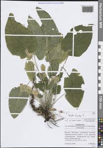 Фиалка коротковолосистая, Фиалка опушенная L., Восточная Европа, Средневолжский район (E8) (Россия)