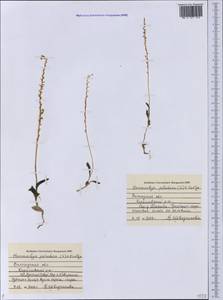 Гаммарбия болотная (L.) Kuntze, Восточная Европа, Северный район (E1) (Россия)