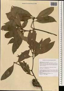 Fagaceae, Зарубежная Азия (ASIA) (Вьетнам)
