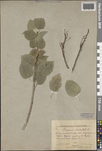 Вишня антипка L., Средняя Азия и Казахстан, Западный Тянь-Шань и Каратау (M3) (Киргизия)