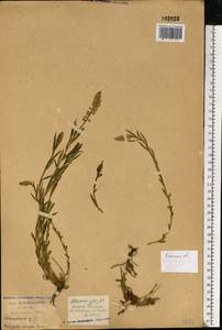 Истод хохлатый Schkuhr, Восточная Европа, Центральный район (E4) (Россия)