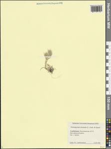 Мортук восточный (L.) Jaub. & Spach, Кавказ, Азербайджан (K6) (Азербайджан)