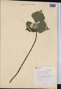 Trillium cernuum L., Америка (AMER) (Канада)