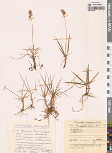 Anthoxanthum nitens (Weber) Y.Schouten & Veldkamp, Сибирь, Чукотка и Камчатка (S7) (Россия)