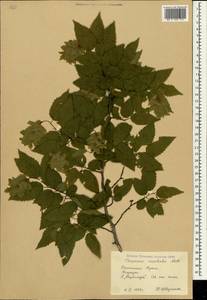 Граб восточный, Грабинник Mill., Крым (KRYM) (Россия)