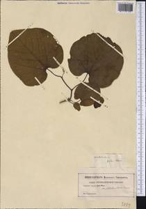 Aristolochia macrophylla Lam., Америка (AMER) (Неизвестно)