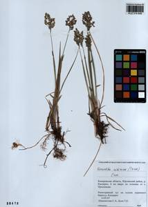 Anthoxanthum glabrum (Trin.) Veldkamp, Сибирь, Алтай и Саяны (S2) (Россия)