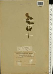 Мята водяная L., Восточная Европа, Нижневолжский район (E9) (Россия)