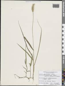 Щетинник сизый, Щетинник малый (Poir.) Roem. & Schult., Восточная Европа, Центральный лесостепной район (E6) (Россия)