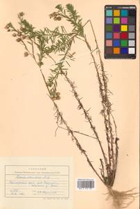 Лен амурский Alef., Сибирь, Дальний Восток (S6) (Россия)