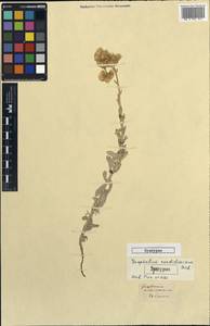 Vellereophyton dealbatum (Thunb.) Hilliard & B.L.Burtt, Кавказ (без точных местонахождений) (K0) (Неизвестно)