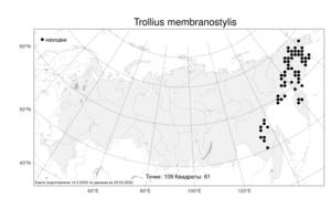 Trollius membranostylis, Купальница перепончатостолбиковая Hultén, Атлас флоры России (FLORUS) (Россия)