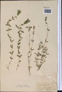 Thymus pannonicus All., Средняя Азия и Казахстан, Северный и Центральный Казахстан (M10) (Казахстан)