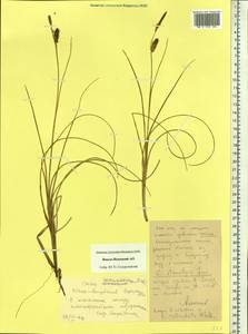 Carex rostrata var. rostrata, Сибирь, Западная Сибирь (S1) (Россия)