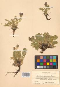 Остролодочник аянский (Regel & Tiling) Bunge, Сибирь, Дальний Восток (S6) (Россия)