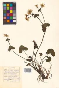 Caltha palustris var. minor (Mill.) DC., Сибирь, Дальний Восток (S6) (Россия)