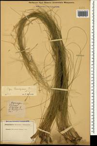 Ковыль Лессинга Trin. & Rupr., Кавказ, Ставропольский край, Карачаево-Черкесия, Кабардино-Балкария (K1b) (Россия)
