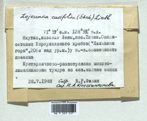 Lejeunea cavifolia (Ehrh.) Lindb., Гербарий мохообразных, Мхи - Якутия (B19) (Россия)