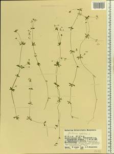 Подмаренник цепкий L., Восточная Европа, Северный район (E1) (Россия)