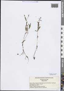 Горец малый (Huds.) Opiz, Восточная Европа, Средневолжский район (E8) (Россия)