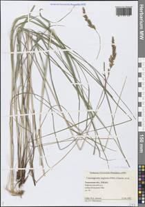 Вейник прямой (Timm) Koeler, Сибирь, Западная Сибирь (S1) (Россия)