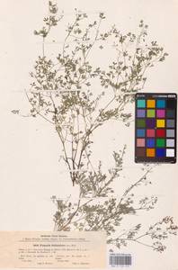 Дымянка Шлейхера Soy.-Will., Восточная Европа, Южно-Украинский район (E12) (Украина)