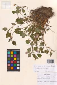 Viola ×kiliensis E. H. L. Krause, Восточная Европа, Северо-Западный район (E2) (Россия)