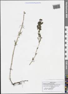 Подмаренник настоящий L., Восточная Европа, Средневолжский район (E8) (Россия)