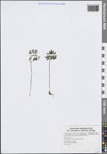 Остерикум Максимовича (F.Schmidt) Kitag., Сибирь, Дальний Восток (S6) (Россия)