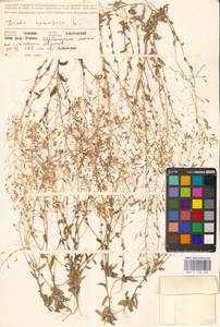 Крупка дубравная L., Восточная Европа, Средневолжский район (E8) (Россия)