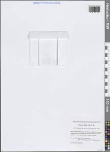 Фиппсия холодолюбивая (Sol.) R.Br., Сибирь, Центральная Сибирь (S3) (Россия)