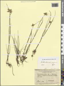 Клубнекамыш родственный (Roth) T.Koyama, Кавказ, Дагестан (K2) (Россия)