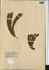 Баранец обыкновенный (L.) Bernh., Западная Европа (EUR) (Германия)