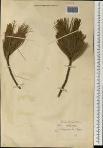 Сосна сибирская, Кедр сибирский Du Tour, Монголия (MONG) (Монголия)