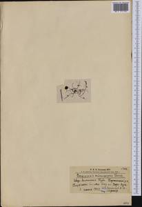 Клюква мелкоплодная (Turcz. ex Rupr.) Schmalh. ex Busch, Сибирь, Алтай и Саяны (S2) (Россия)