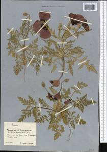 Мак, Средняя Азия и Казахстан, Копетдаг, Бадхыз, Малый и Большой Балхан (M1) (Туркмения)