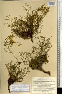 Кермек золотистый (L.) Chaz., Монголия (MONG) (Монголия)