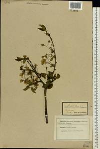 Prunus cerasus subsp. cerasus, Восточная Европа, Центральный лесостепной район (E6) (Россия)