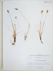 Anthoxanthum monticola (Bigelow) Veldkamp, Сибирь, Дальний Восток (S6) (Россия)