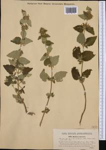 Pseudodictamnus hirsutus (Willd.) Salmaki & Siadati, Западная Европа (EUR) (Хорватия)