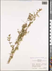 Подмаренник русский Willd., Восточная Европа, Нижневолжский район (E9) (Россия)